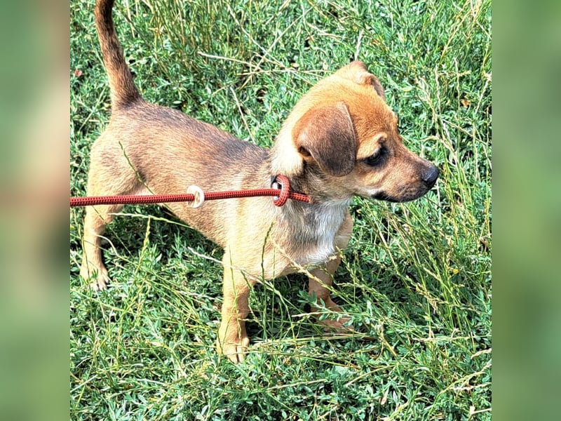 Kleine Lumi kann bald in Hessen besucht werden