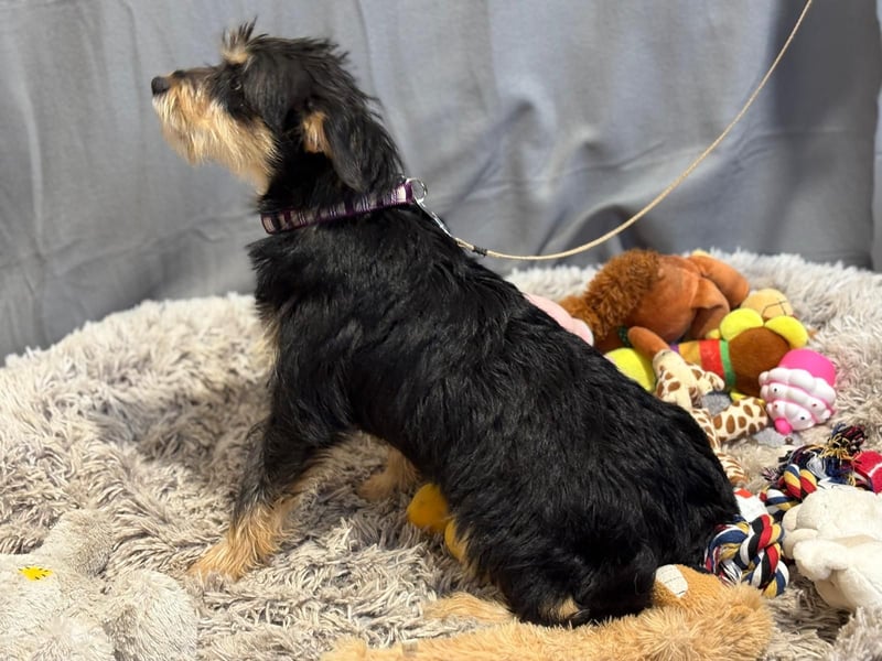 kleiner Texton sucht Dich!