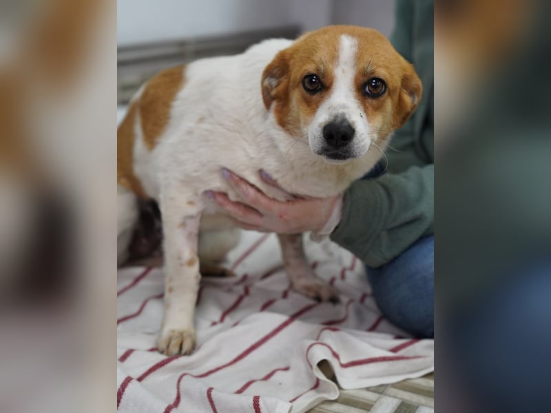 SOPHIA, sanfte junge Hündin, über 1 Jahr, 33 cm, Mischling, Tierschutz Rumänien