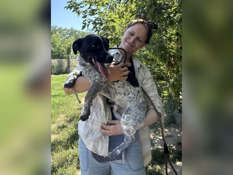 Rocky sucht sein Für Immer Zuhause