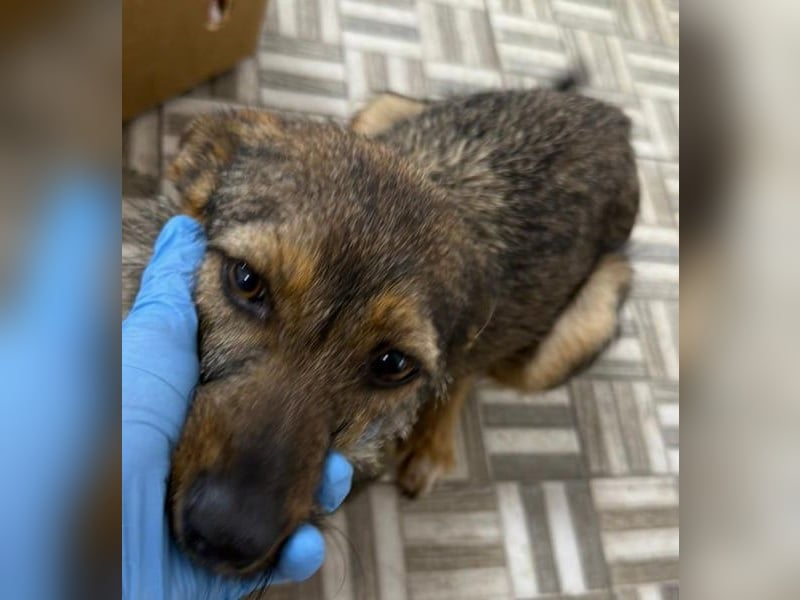 ⭐️ Alexa⭐️, liebevolles Hundekind, 10 Monate, 36 cm, Mischling, Tierschutz