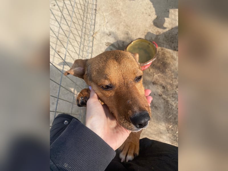 Füleske wartet auf seine Chance