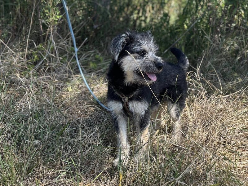Ozzy - sucht eine herzliche Familie!