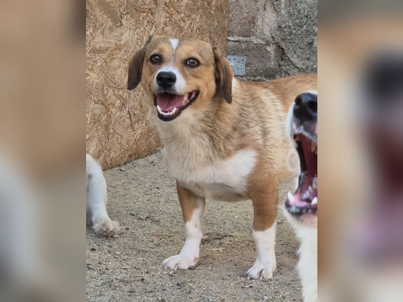 ⭐️FABIENNE⭐️, aufmerksame Hündin, 1 Jahr, 34 cm, Mischling, Tierschutz