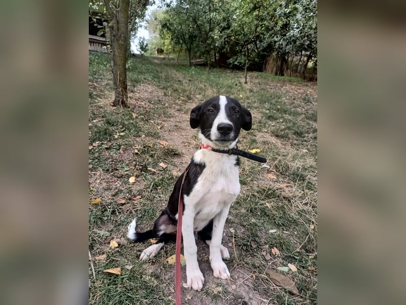 Ziko Tierschutzhund  sucht ein Zuhause