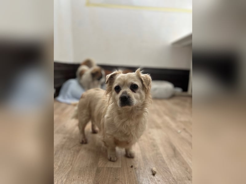 TIC, unkomplizierte Mini-Hündin, 2 Jahre, 30 cm, Mischling, Tierschutz Rumänien