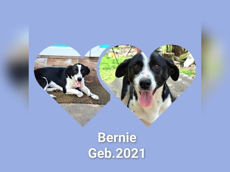 Bernie habe ich aus dem Tötungsshelter gerettet, nun wartet er sehnsüchtig auf ein Zuhause