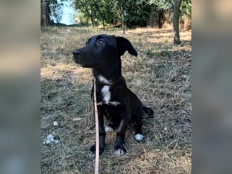 Lilu Tierschutzhund sucht ein Zuhause
