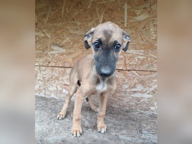 Saphira Tierschutzhund sucht ein Zuhause