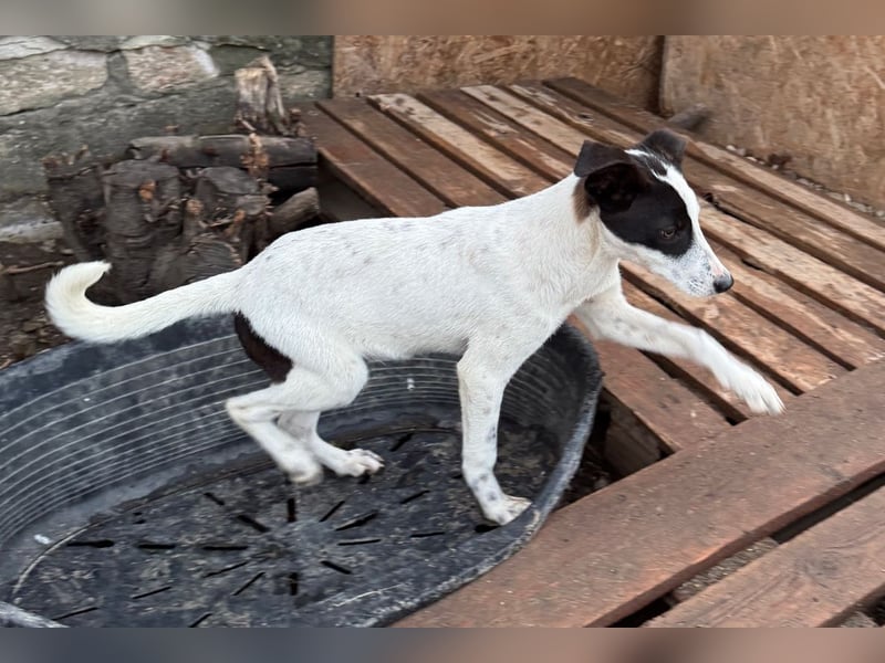 ⭐️SNOW⭐️, Herzensbrecher, Rüde, 9 Monate, ca. 40cm, Mischling, Tierschutz