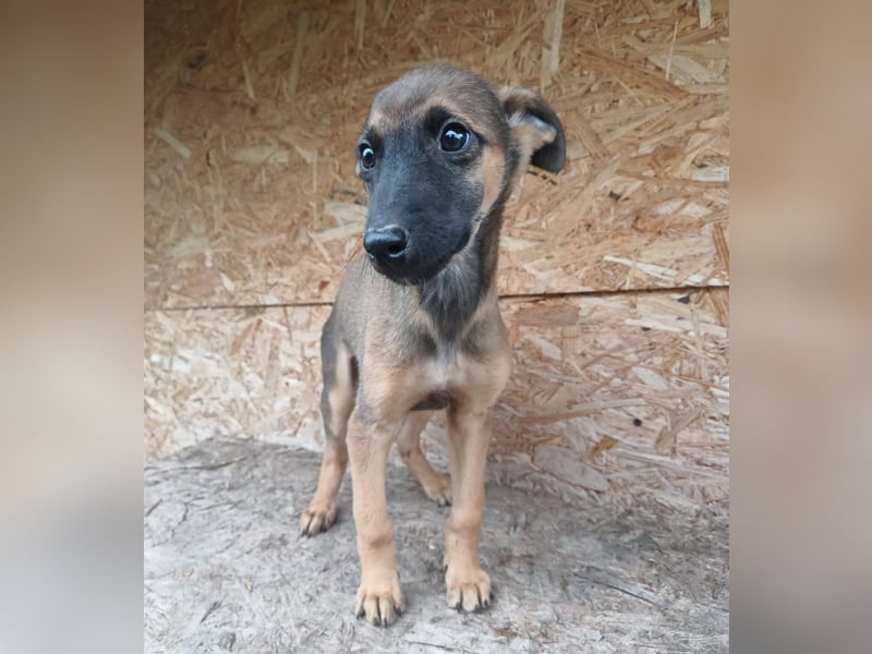 Seppl Tierschutzhund sucht ein Zuhause