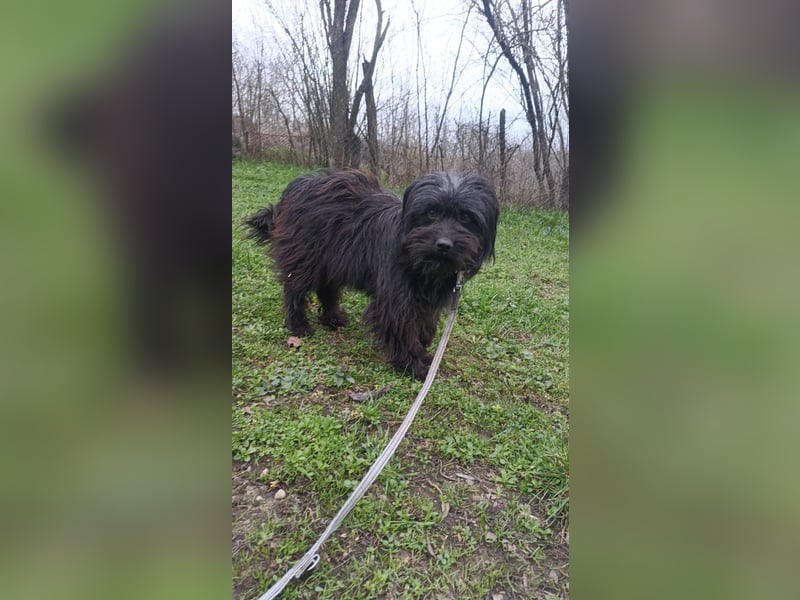 Kalle Tierschutzhund sucht ein Zuhause