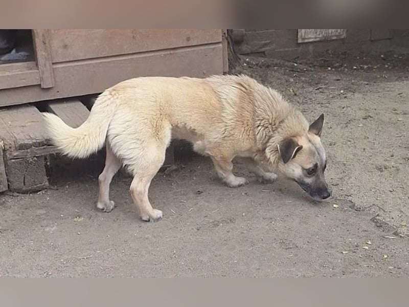Nofell ⭐️TONI ⭐️, Rüde, 3 Jahre, 29cm, Mischling, Tierschutz Rumänien