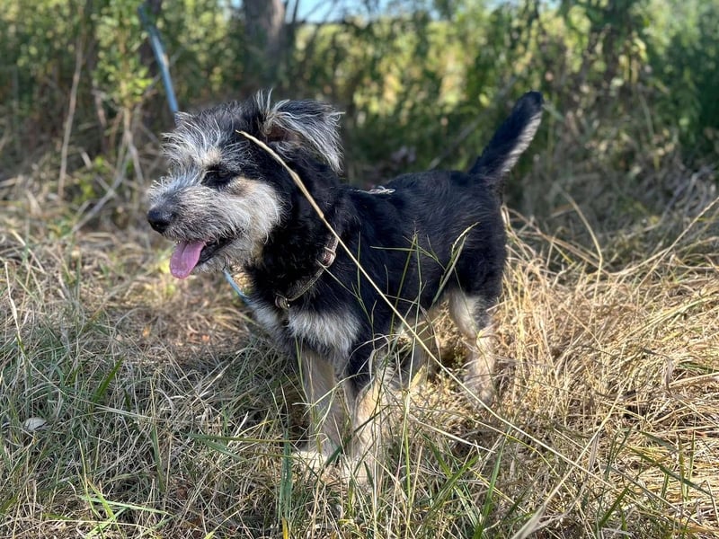 Ozzy - sucht eine herzliche Familie!