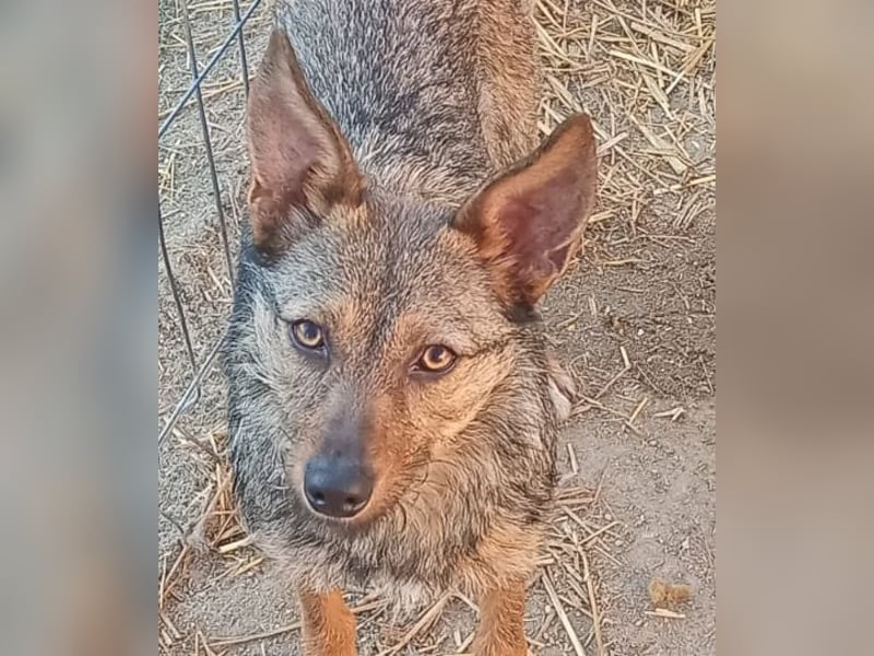 ⭐️ Alexa⭐️, liebevolles Hundekind, 10 Monate, 36 cm, Mischling, Tierschutz