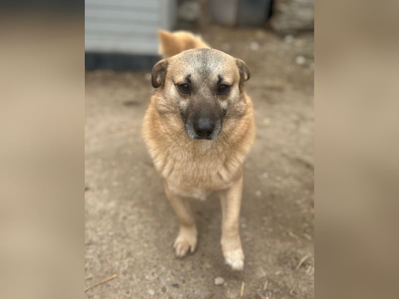⭐️TONI⭐️, Rüde, 3 Jahre, 29 cm, Mischling, Tierschutz