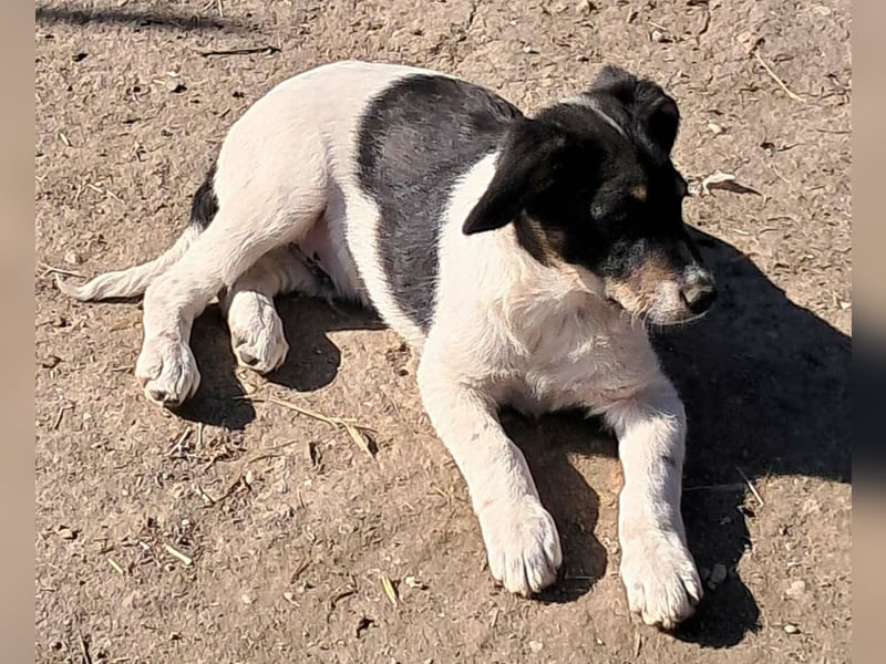 Vidar, kleiner Hundemann sucht sein Körbchen