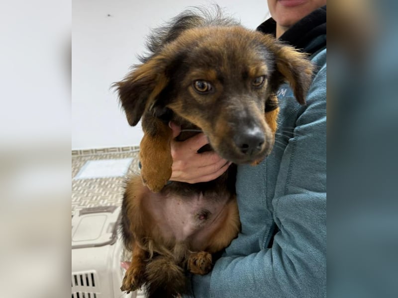 ⭐️Herro⭐️, Herzensbrecher, Rüde, 11 Monate, 38 cm, Mischling, Tierschutz