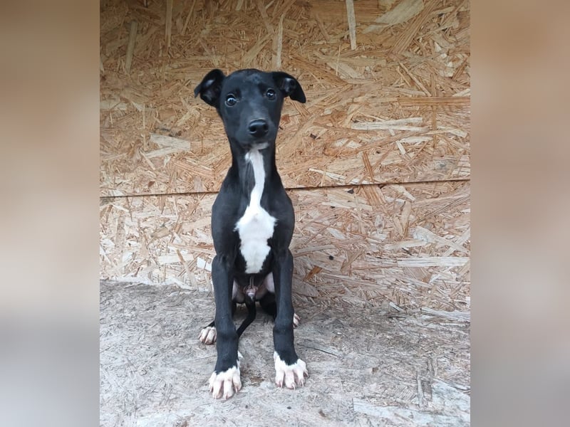 Sonic Tierschutzhund sucht ein Zuhause