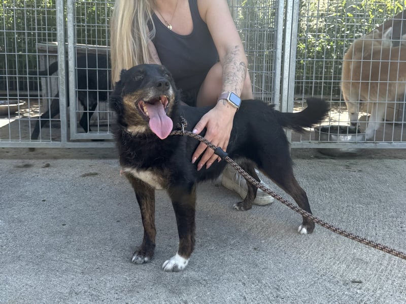 Trixie - Kämpferin sucht großes Glück