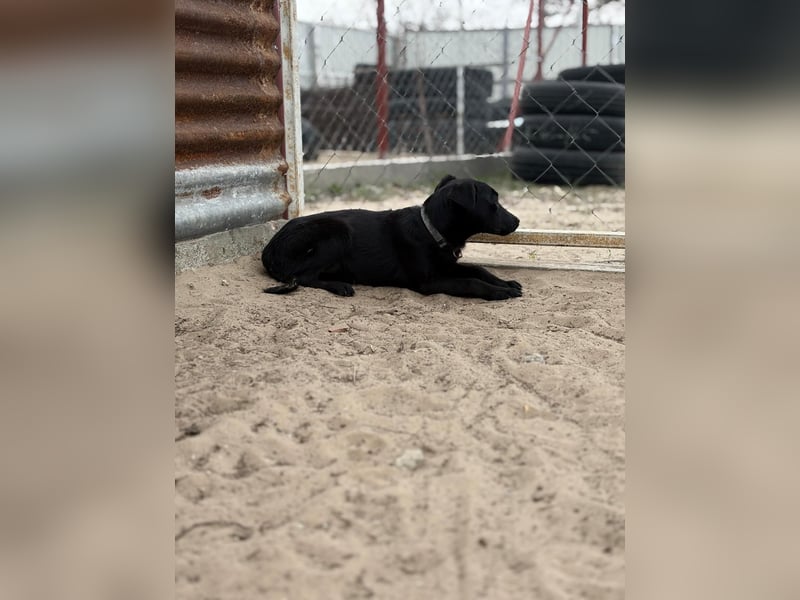 Esma – ein Herz auf vier Pfoten