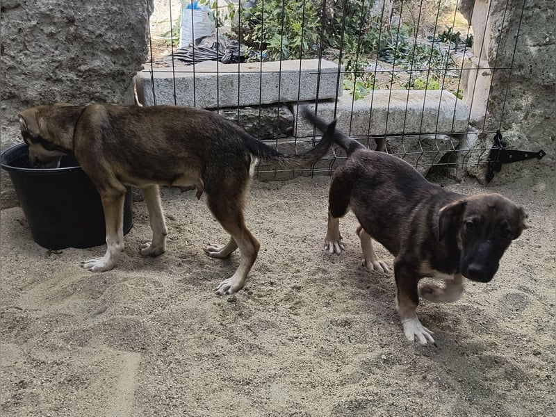 ⭐️ILLA⭐️, Zuckermaus, Hündin, 11 Monate, ca. 33 cm, Mischling, Tierschut