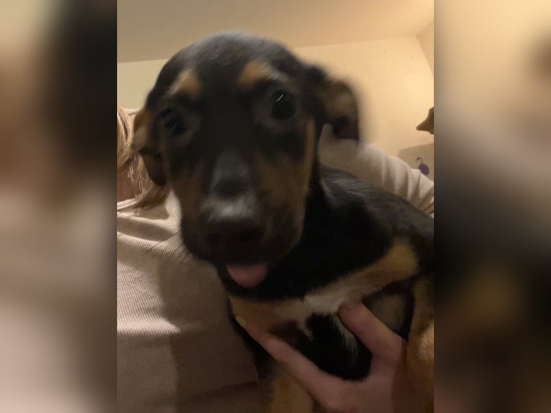 ⭐️BILL⭐️, Rüde, 6 Monate, 32 cm, Mischling, Tierschutz