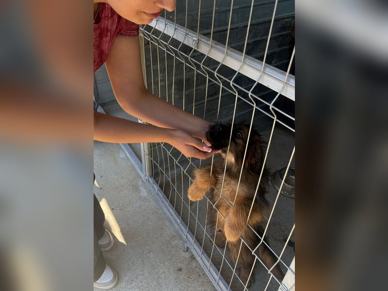 URSULET, niedlicher Welpe, 4 Monate, 25 cm, Pflegestelle Düsseldorf, Tierschutz Rumänien