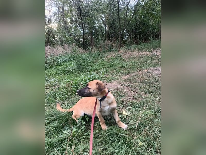 Zara Tierschutzhund sucht ein Zuhause