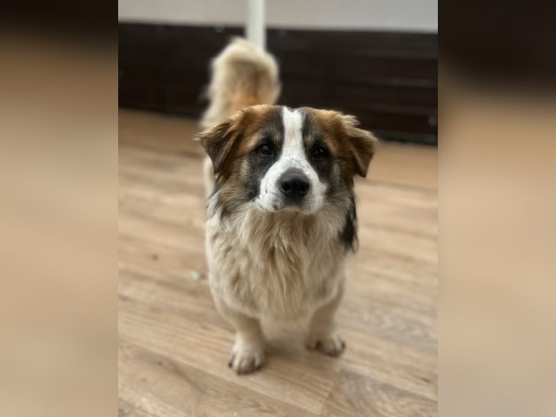 TOC, kleiner Kerl, 2 Jahre, 35 cm, Mischling, Tierschutz Rumänien