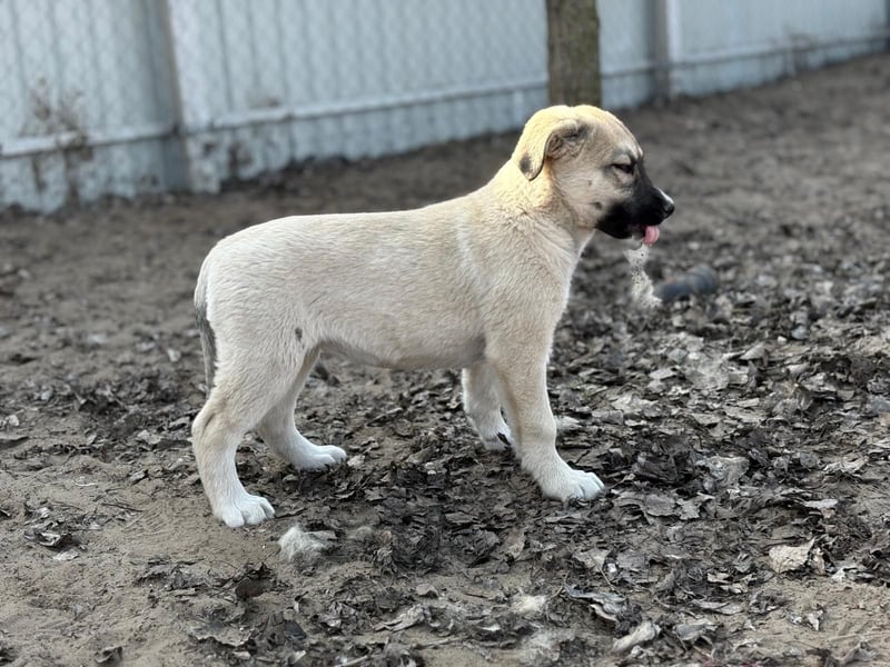 Nala sucht ihr Glück