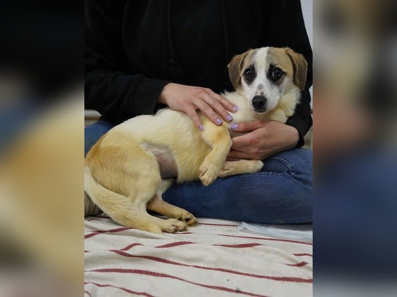 ⭐️WIBKE⭐️, zarte Dame, 1 Jahr, 25 cm, Mischling, Tierschutz Rumänien