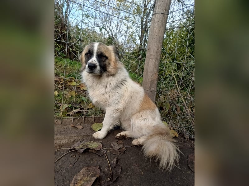 Mogli Tierschutzhund sucht ein Zuhause