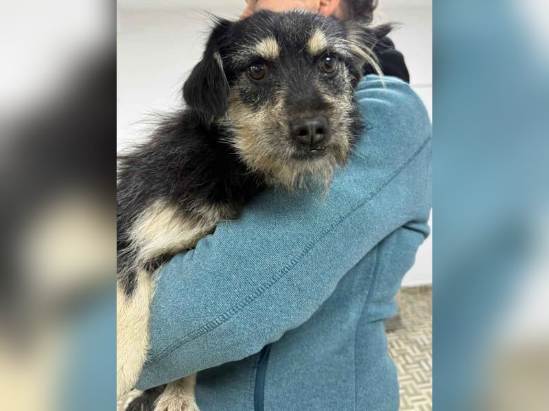 ⭐️Tahia⭐️, kleine Zottel-Maus, Hündin, 1,5 Jahre, 30 cm, Mischling, Tierschutz