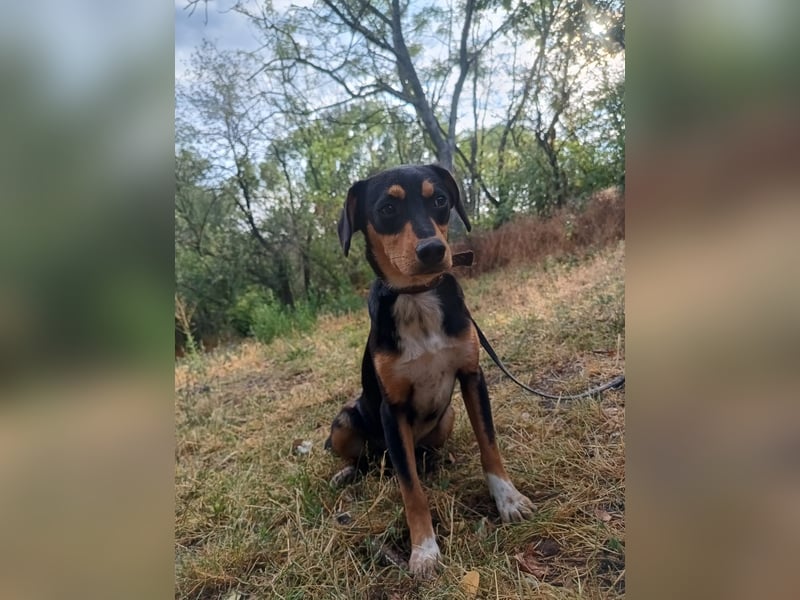 Cleo Tierschutzhund sucht ein Zuhause