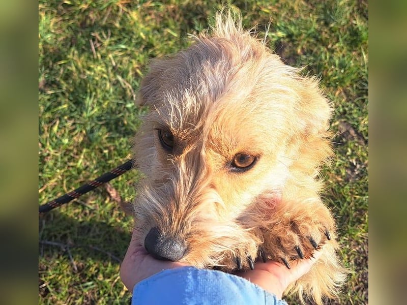 Linda 32cm, möchte Rumänien gerne verlassen