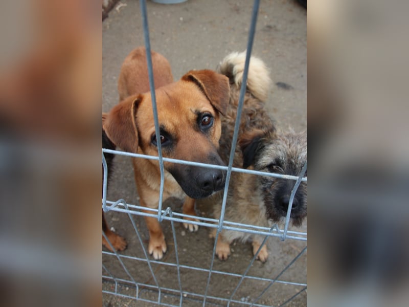 OLLI, lustiger Hundejunge, 1 Jahr, 36 cm, Mischling, Tierschutz