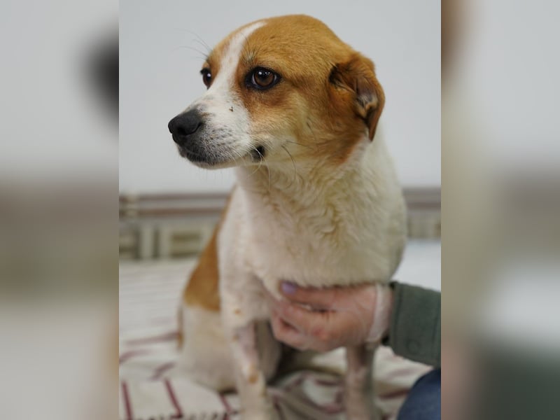 SOPHIA, sanfte junge Hündin, über 1 Jahr, 33 cm, Mischling, Tierschutz Rumänien