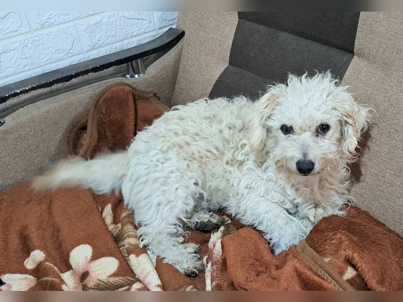 Der kleine Fizz sucht ein liebevolles Zuhause