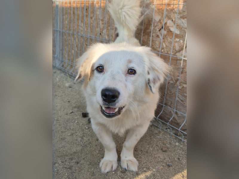 FINJA, sensible Hündin, 1,5 Jahre, 34 cm, Mischling, Tierschutz