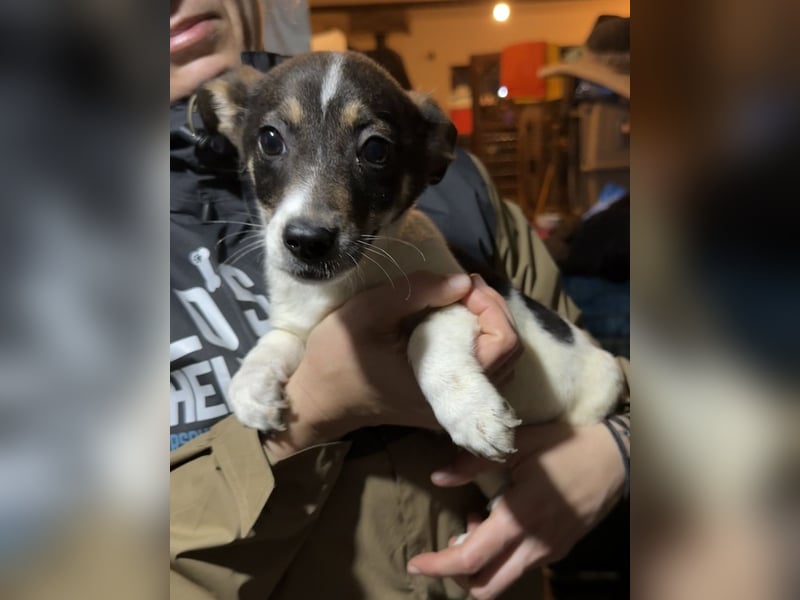 ADDI, sanfter kleiner Rüde, 3 Monate, 26 cm, Mischling, Tierschutz Rumänien