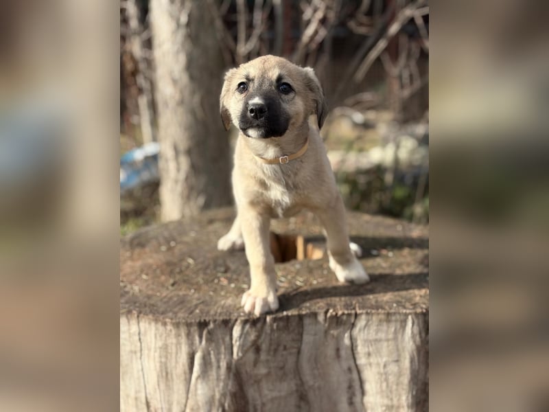 Nala sucht ihr Glück