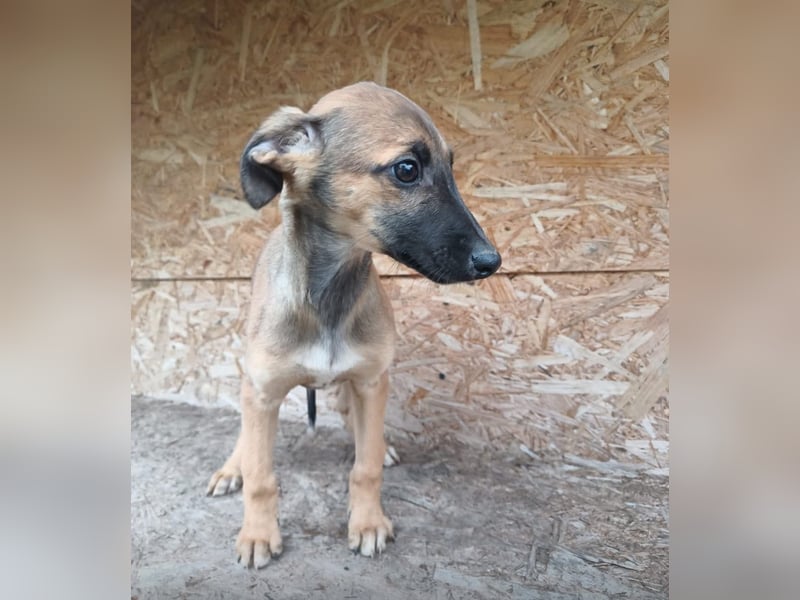 Saphira Tierschutzhund sucht ein Zuhause