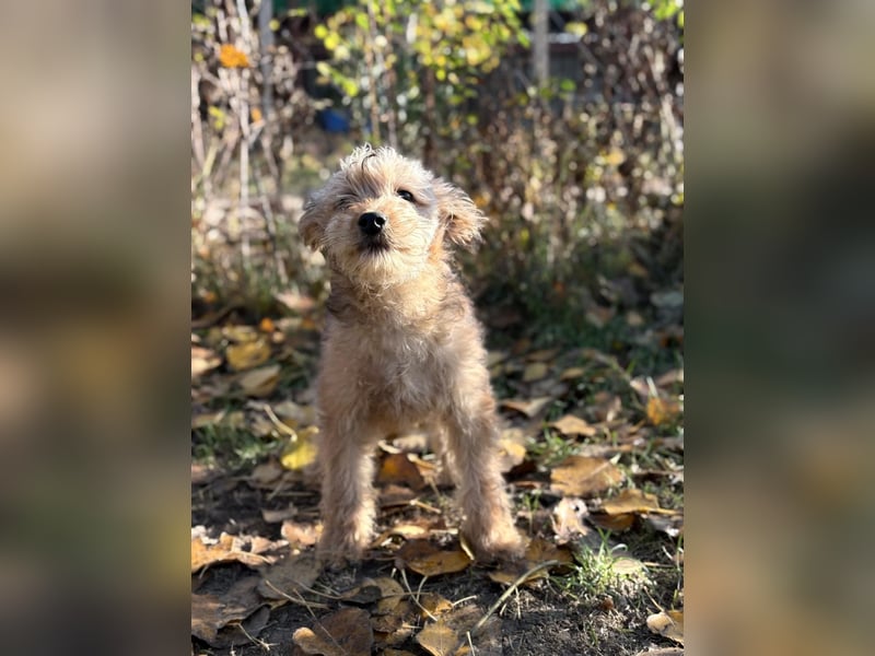 Masni - Zuckersüße Hündin sucht Zuhause