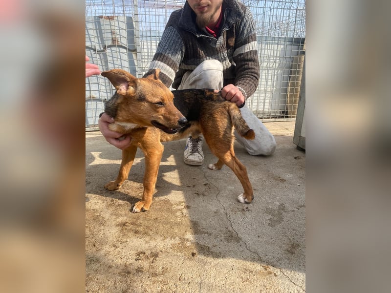 Füleske wartet auf seine Chance