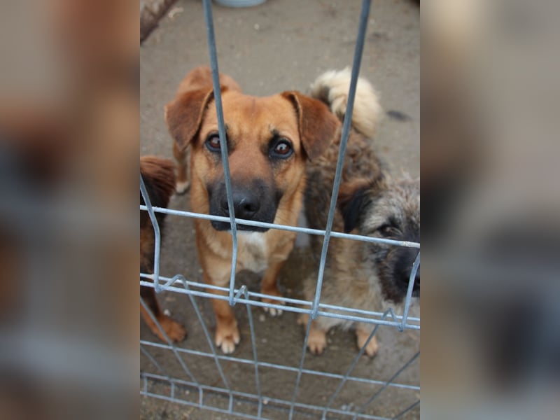 OLLI, lustiger Hundejunge, 1 Jahr, 36 cm, Mischling, Tierschutz