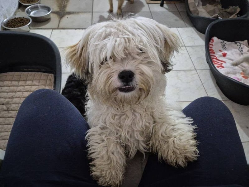 Kleine Hündin Inka - Reserviert