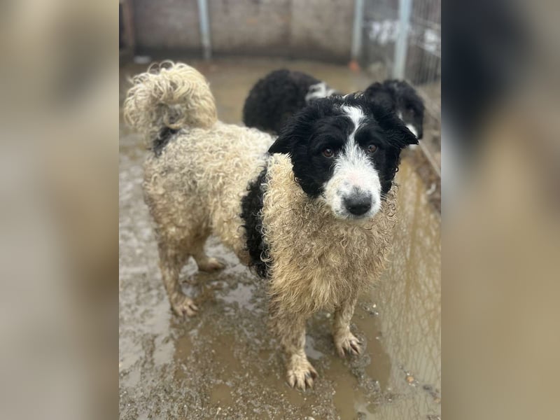 ⭐️GALAXIE⭐️, Hündin, 8 Monate, 36 cm, Mischling, Tierschutz