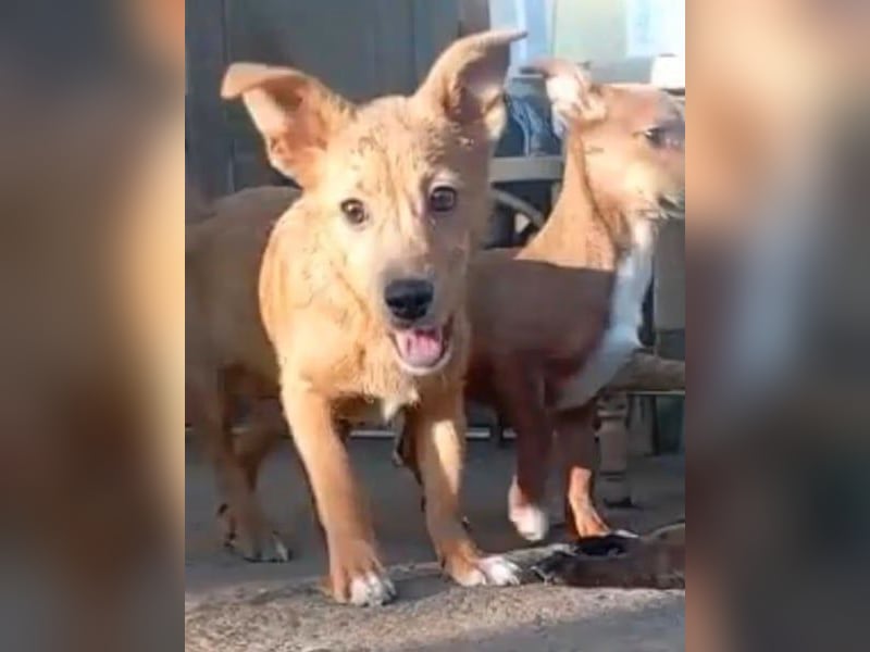 ⭐️GOLIATH⭐️, Mini-Rüde, 3 Jahre, 30 cm, Mischling, Tierschutz