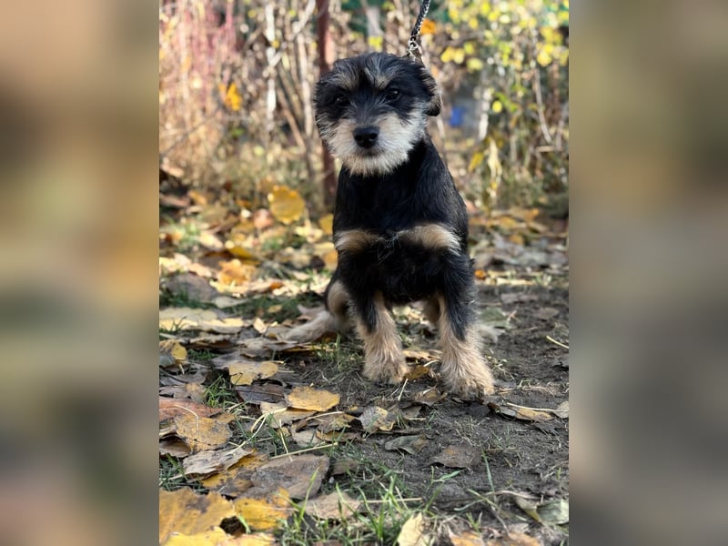 Texton - Er will nicht im Tierheim aufwachsen!